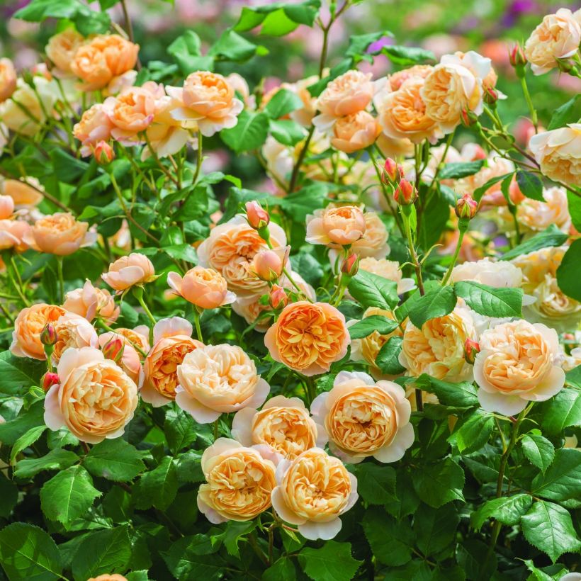 Rosier David Austin Roald Dahl (Flowering)