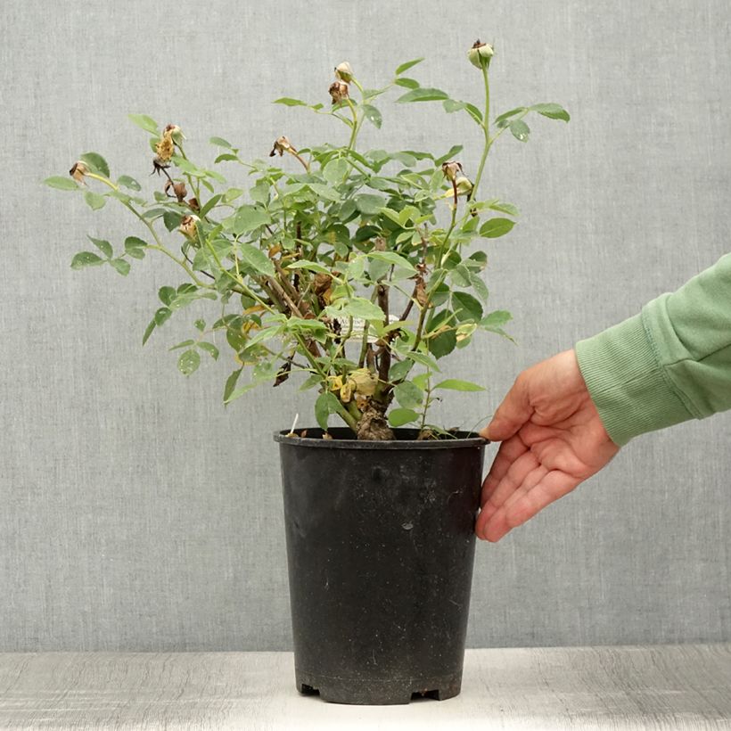 Example of Rosier David Austin Roald Dahl Pot de 4L/5L as you get in ete