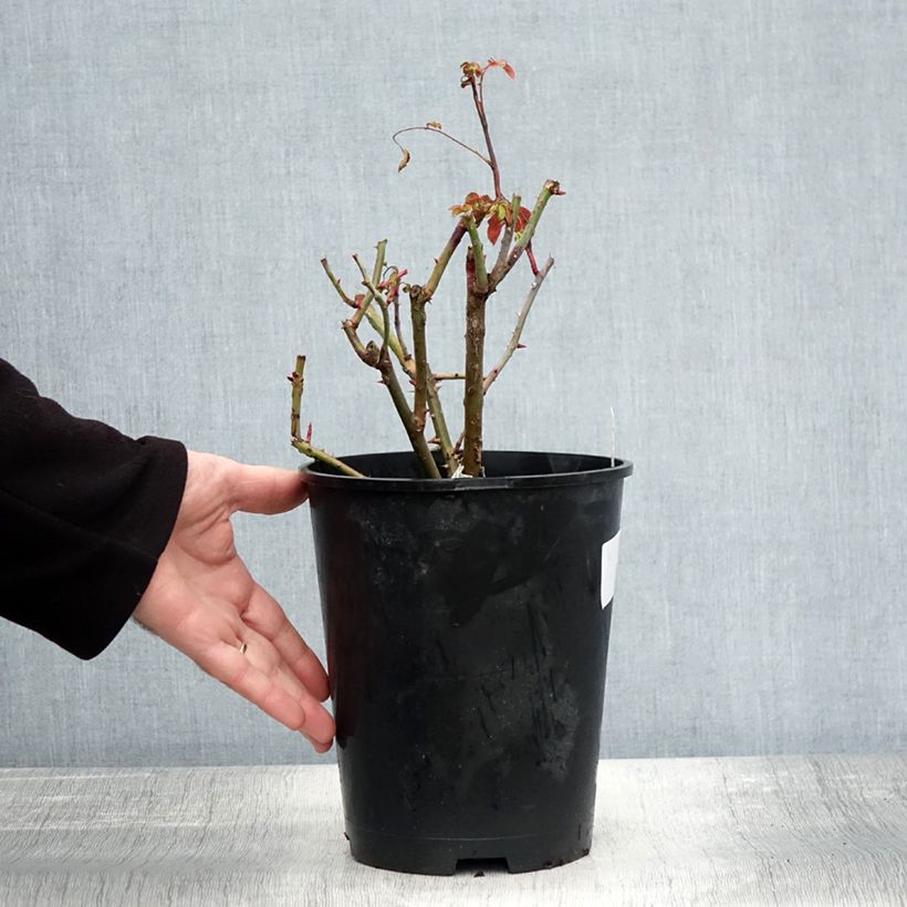 Example of Rosier David Austin Strawberry Hill Pot de 4L/5L as you get in automne