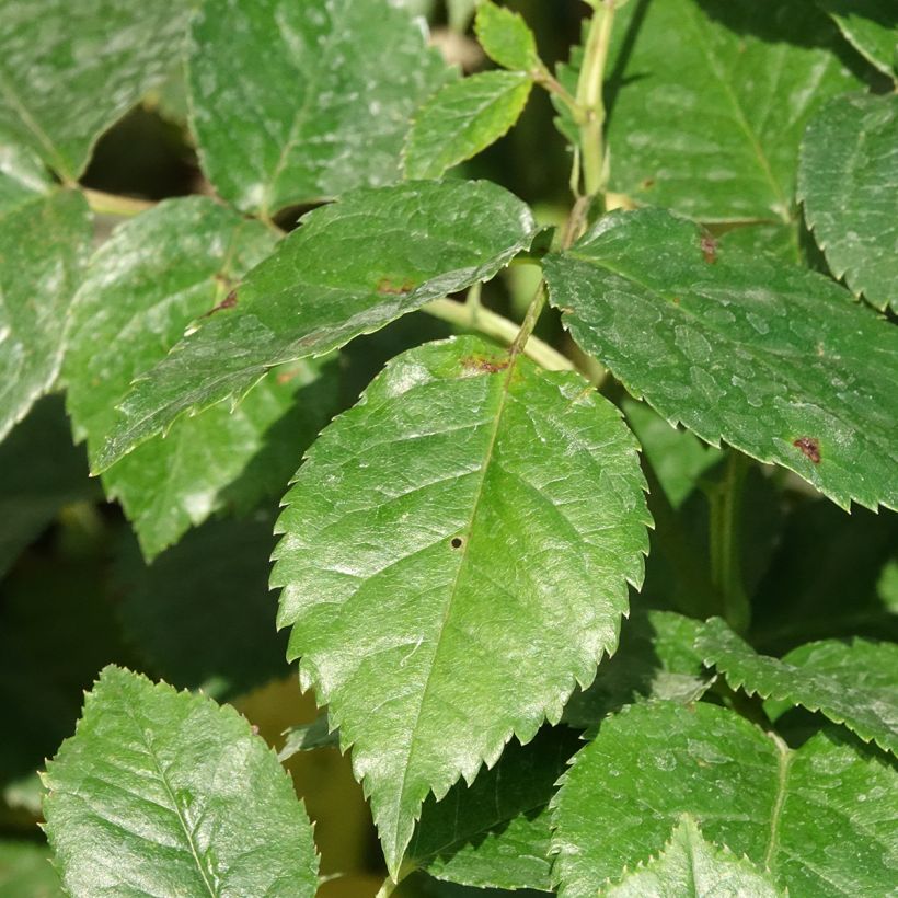 Rosier David Austin Summer Song  (Foliage)