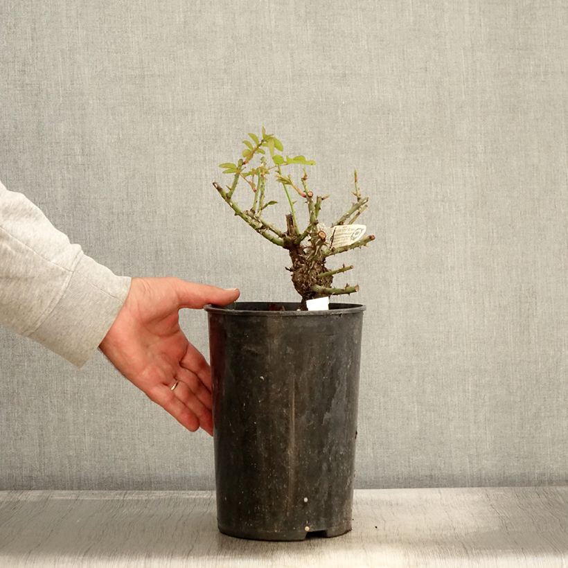 Example of Rosier David Austin Thomas à Becket  Pot de 4L/5L as you get in automne