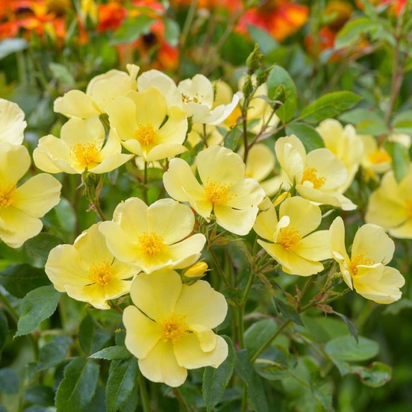 Rosier David Austin Tottering-by-Gently  (Flowering)