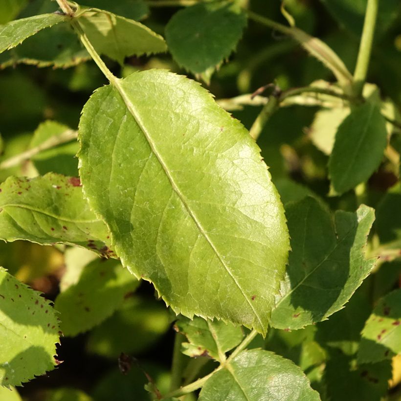 Rosier David Austin Tottering-by-Gently  (Foliage)