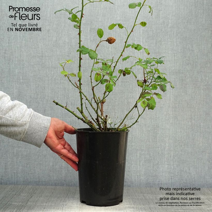Example of Rosier David Austin William and Catherine Pot de 4L/5L as you get in automne