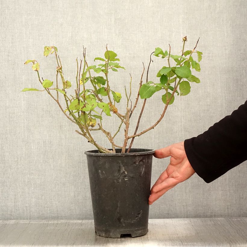 Example of Rosier David Austin William Shakespeare 2000 Pot de 4L/5L as you get in automne
