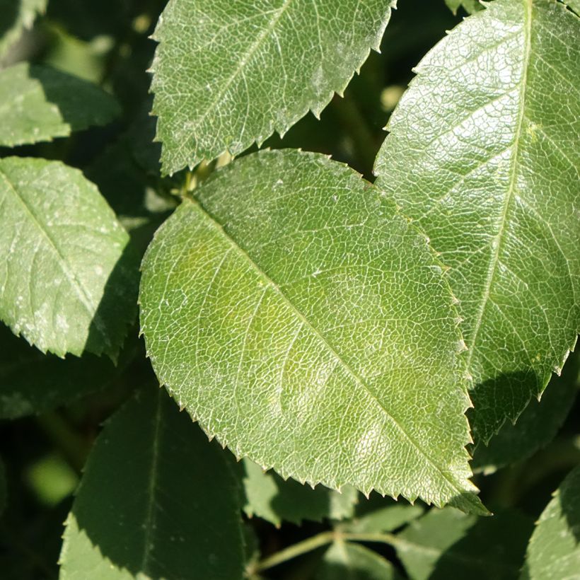 Rosier David Austin Wisley 2008  (Foliage)
