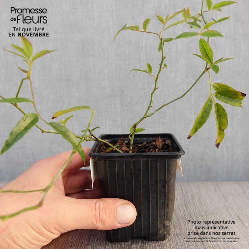 Example of Rosier de Banks Lutea - Rosa banksiae Godet de 8/9 cm as you get in automne