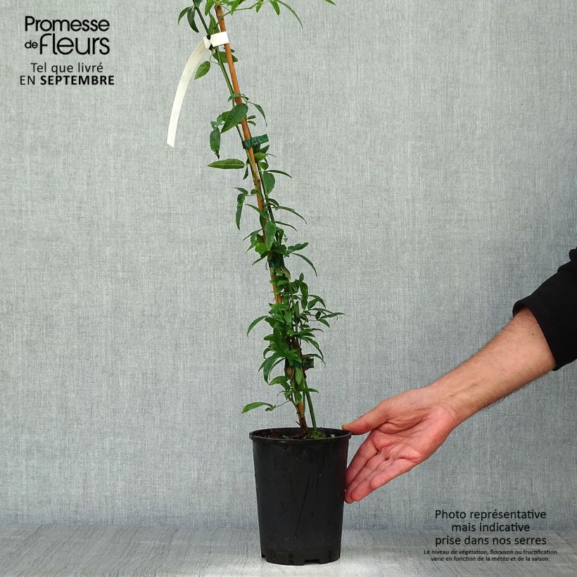 Example of Rosier de Banks Lutea - Rosa banksiae Pot de 2L/3L as you get in automne