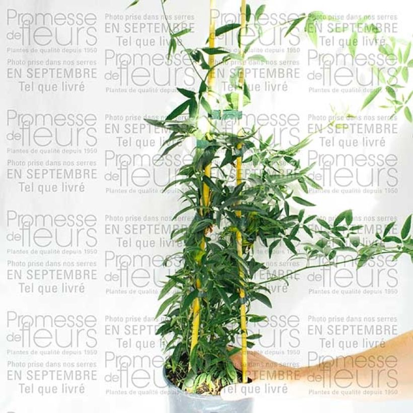 Example of Rosier de Banks Lutea - Rosa banksiae Pot de 7,5L/10L as you get
