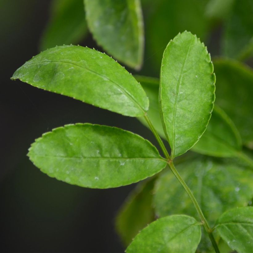 Rosier de Banks Rosea - Rosa banksiae  (Foliage)