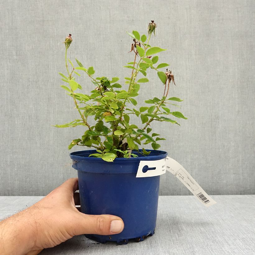 Example of Rosier Decorosier Baia Pot de 2L/3L as you get in ete