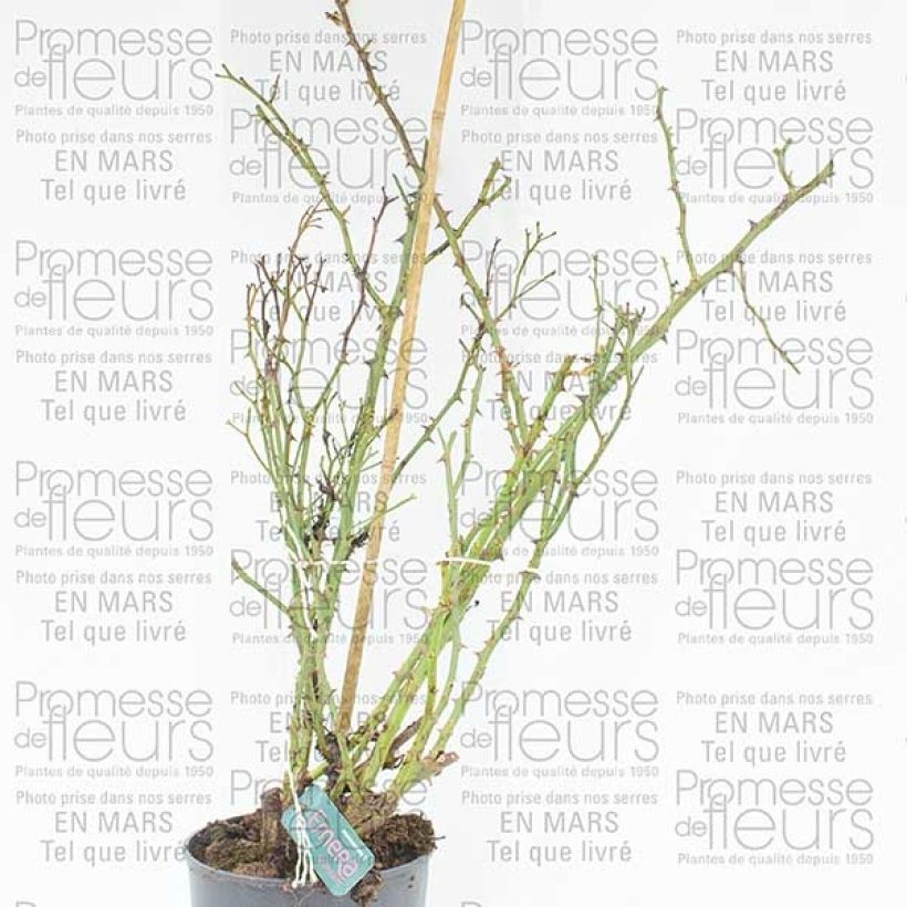 Example of Rosier Décorosiers EMERA grimpant Pot de 4L/5L as you get