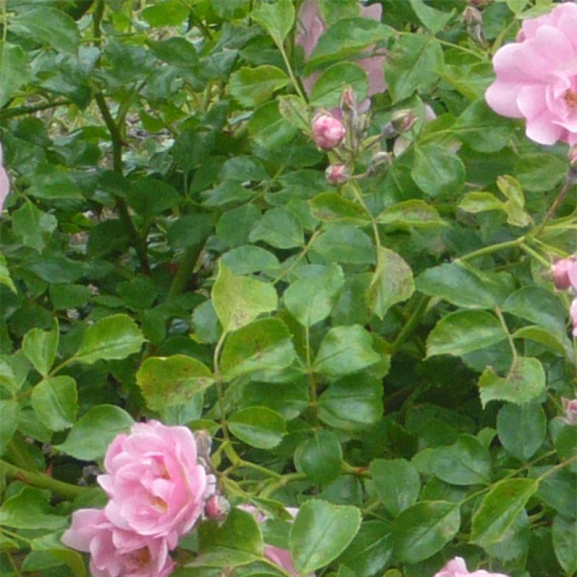 Rosier Décorosiers Mareva (Foliage)