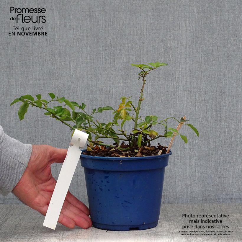 Example of Rosier Décorosiers Calizia Pot de 2L/3L as you get in automne