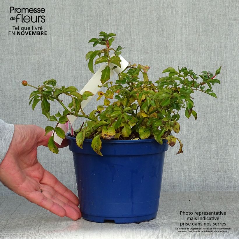 Example of Rosier Décorosiers EMERA Pot de 2L/3L as you get in automne