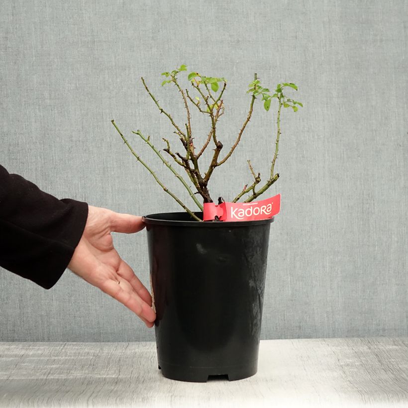 Example of Rosier Décorosiers Kadora Pot de 4L/5L as you get in automne