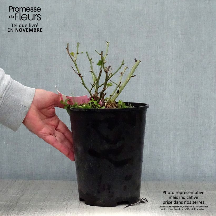 Example of Rosier Décorosiers Mareva Pot de 4L/5L as you get in automne
