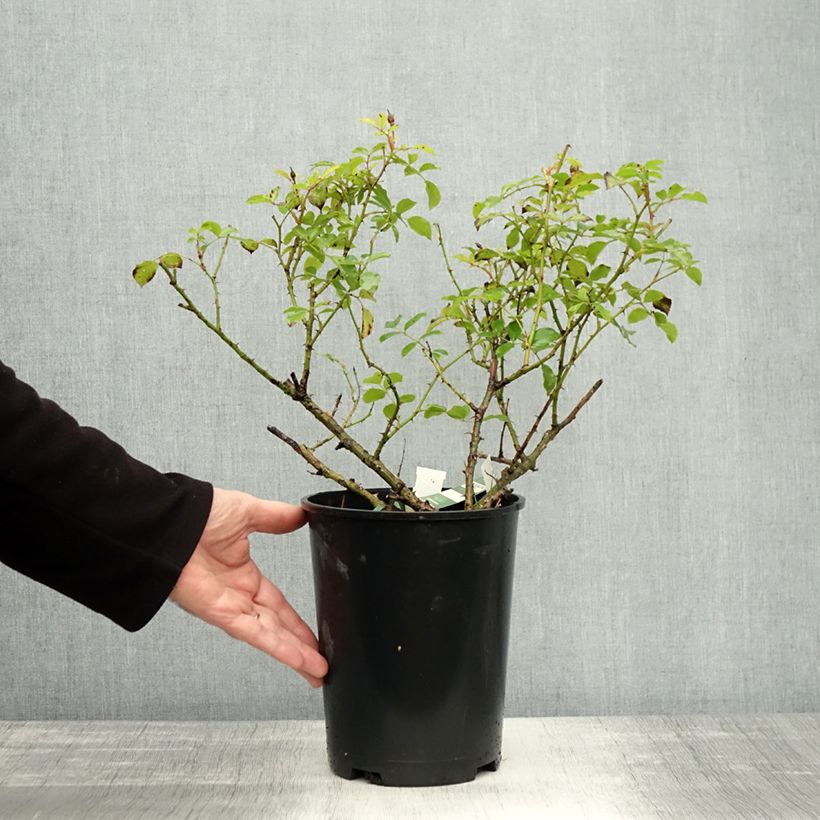 Example of Rosier Décorosiers OPALIA Pot de 4L/5L as you get in automne