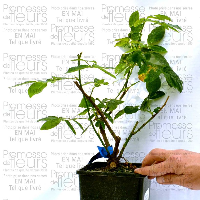 Example of Rosier Generosa Dino de Laurentiis Pot de 4L/5L as you get