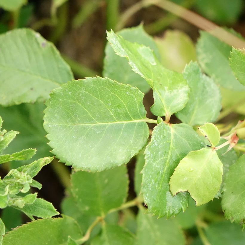 Rosier Generosa Agnès Schilliger (Foliage)