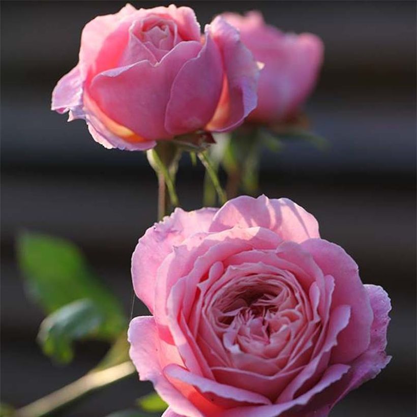 Rosier Generosa Anne-Sophie Pic (Flowering)