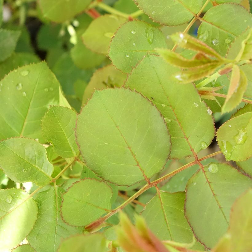 Rosier Generosa Cybelle (Foliage)