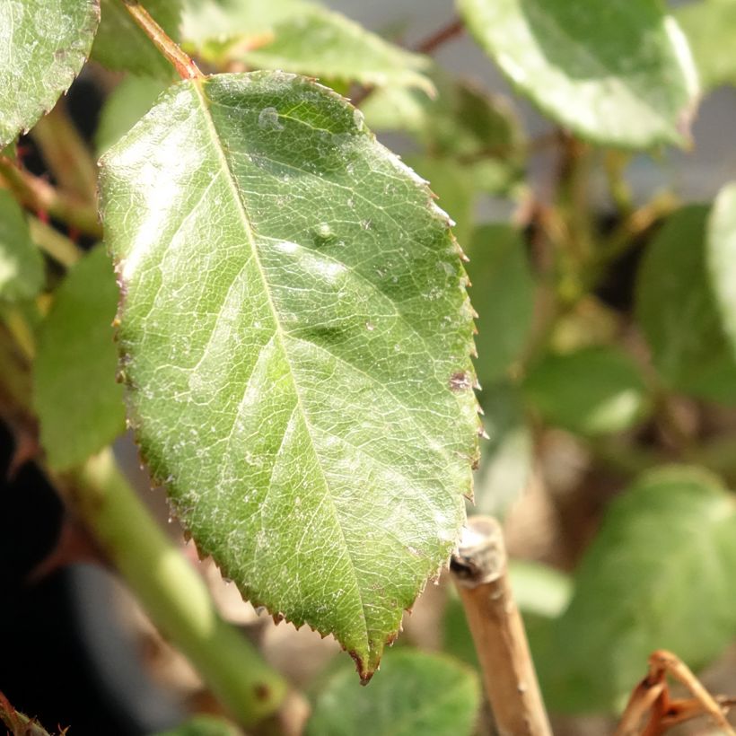 Rosier Generosa Fiona Gelin (Foliage)