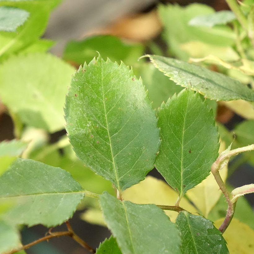Rosier Generosa Laurent Voulzy (Foliage)