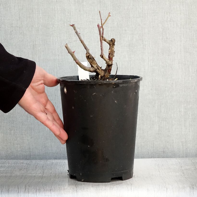 Example of Rosier grimpant Alaska  Pot de 4L/5L as you get in hiver