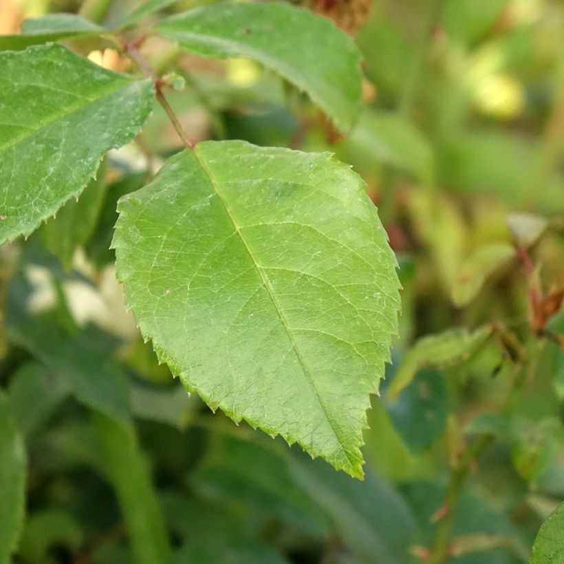 Rosier grimpant Alaska  (Foliage)