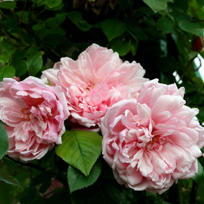 Rosier grimpant Albertine (Flowering)
