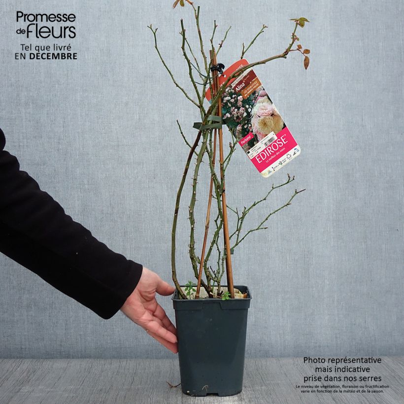 Example of Rosier grimpant Starlet Rose Alina Pot de 4L/5L as you get in automne