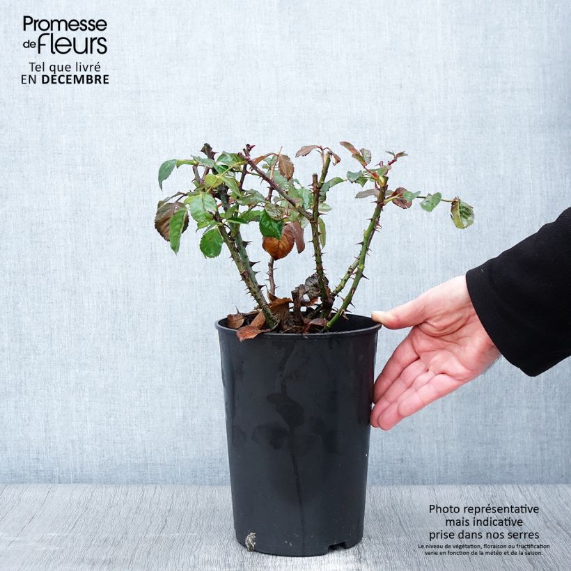Example of Rosier grimpant Aloha de Kordes KORwesrug Pot de 4L/5L as you get in automne