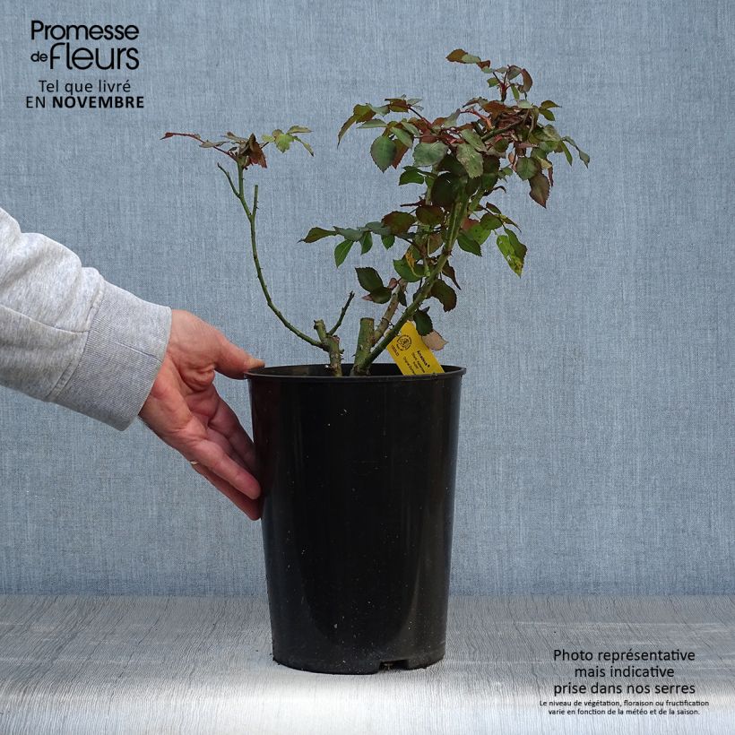 Example of Rosier grimpant Amadeus Pot de 4L/5L as you get in automne