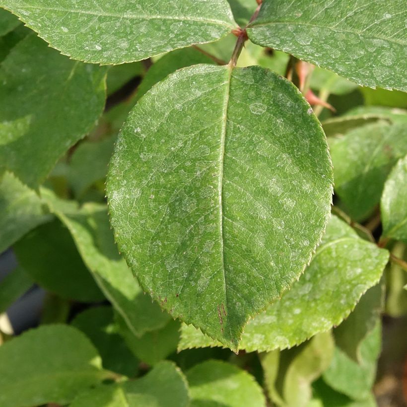 Rosier grimpant André Le Nôtre (Foliage)