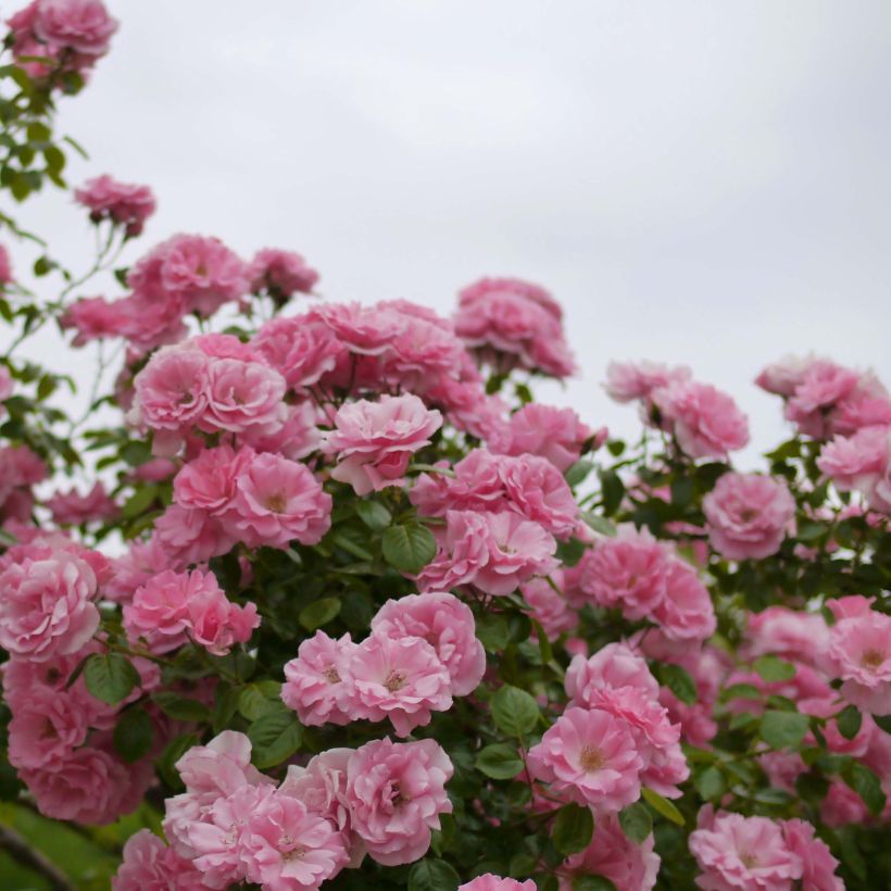 Rosier grimpant Bantry Bay (Flowering)