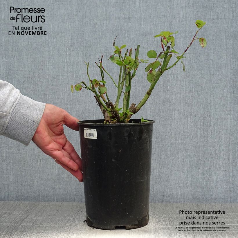 Example of Rosier grimpant Blaze Superior (Blaze Improved, Demokracie) Pot de 4L/5L as you get in automne