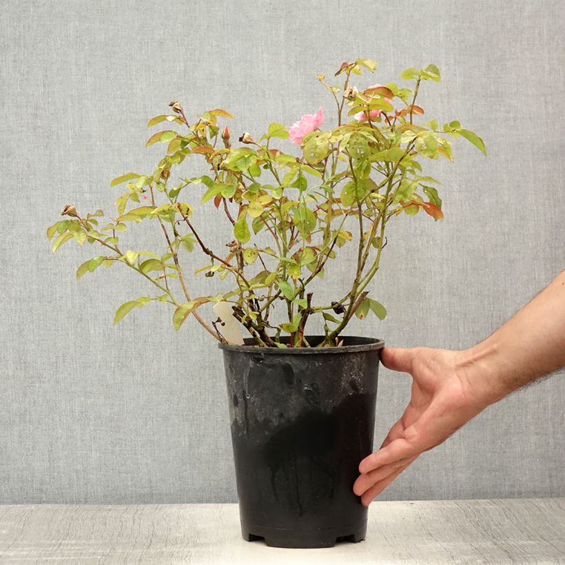 Example of Rosier grimpant Clair Matin Pot de 4L/5L as you get in ete