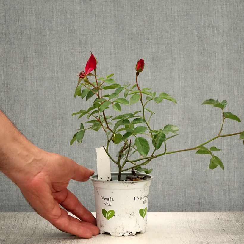 Example of Rosier grimpant Cocktail Pot de 10 cm/11cm as you get in ete