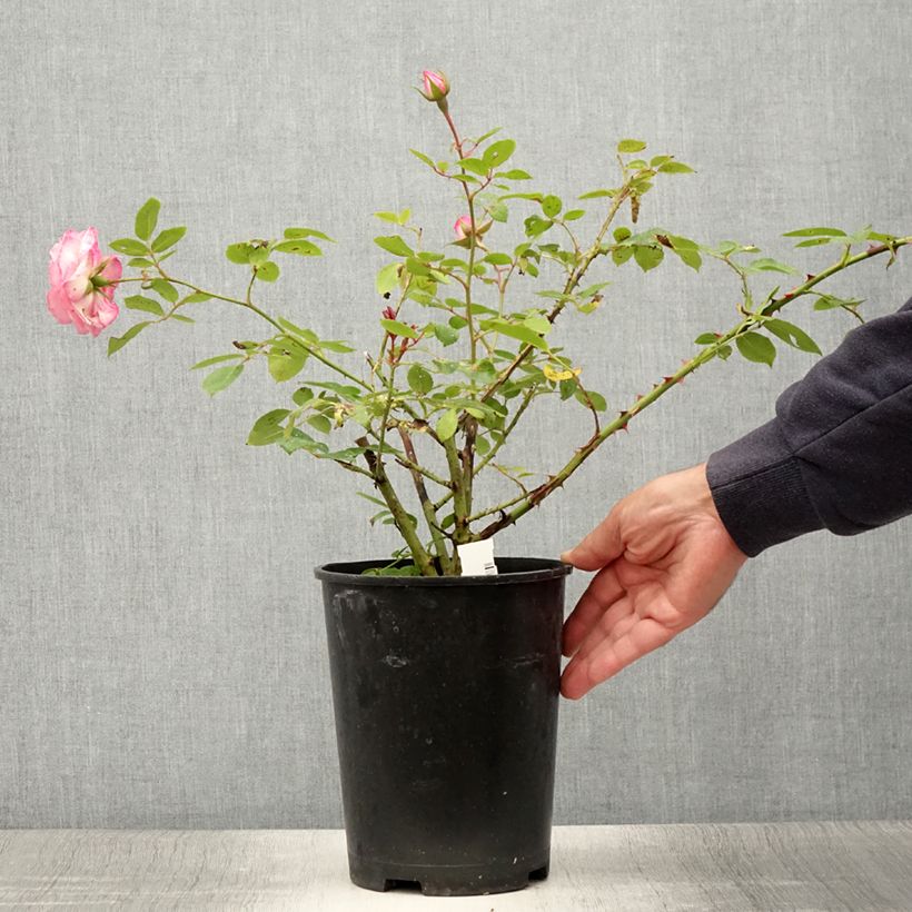 Example of Rosier grimpant Coral Dawn Pot de 4L/5L as you get in ete