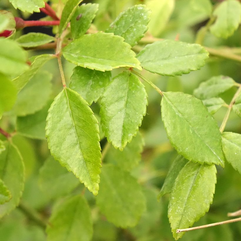 Rosier grimpant Crimson Shower (Foliage)