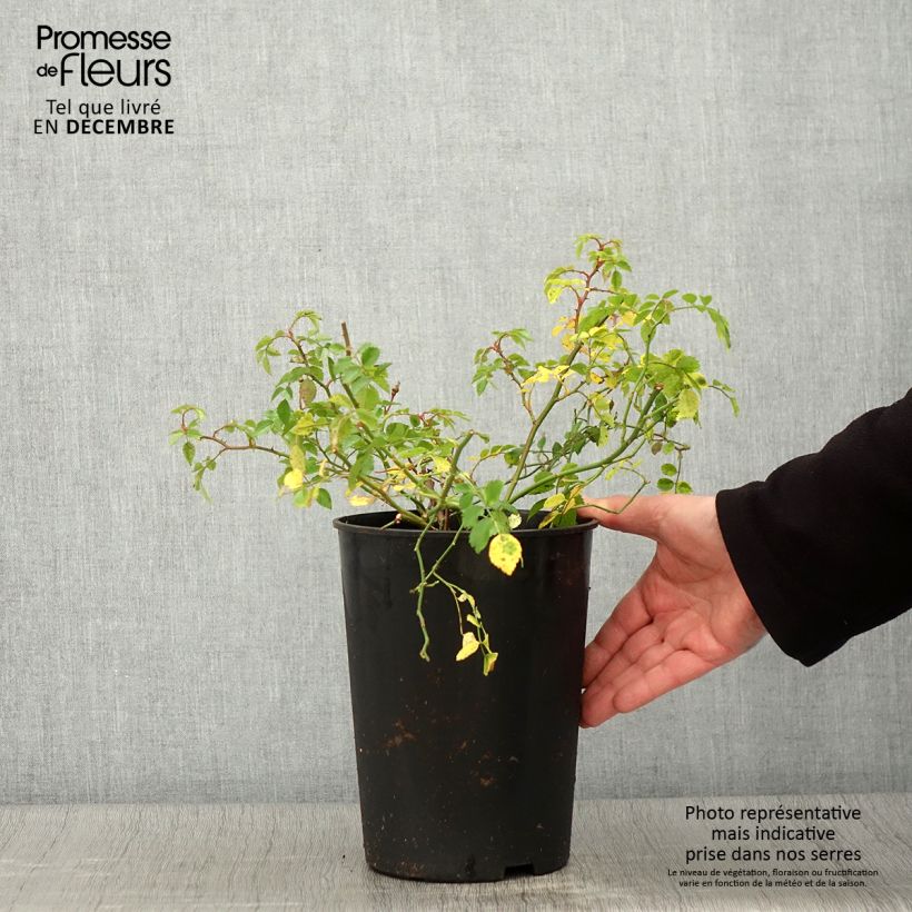 Example of Rosier grimpant Crimson Shower Pot de 3L/4L as you get in automne
