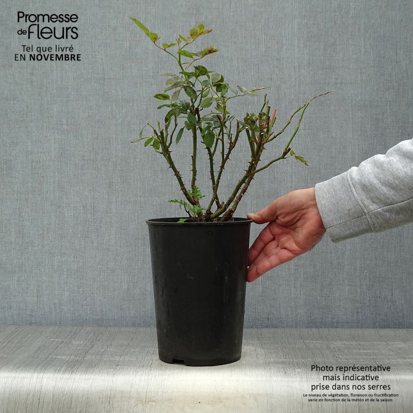 Example of Rosier grimpant Cyclamen Pierre de Ronsard Pot de 4L/5L as you get in automne