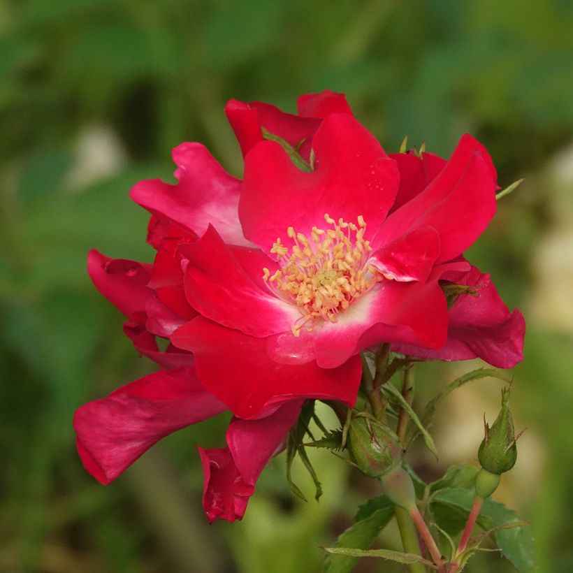 Rosier grimpant Dortmund (Flowering)