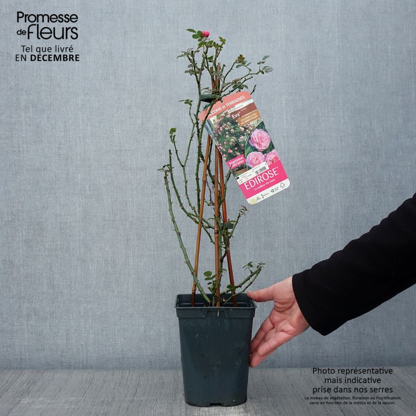 Example of Rosier grimpant Starlet Rose Eva Pot de 4L/5L as you get in automne