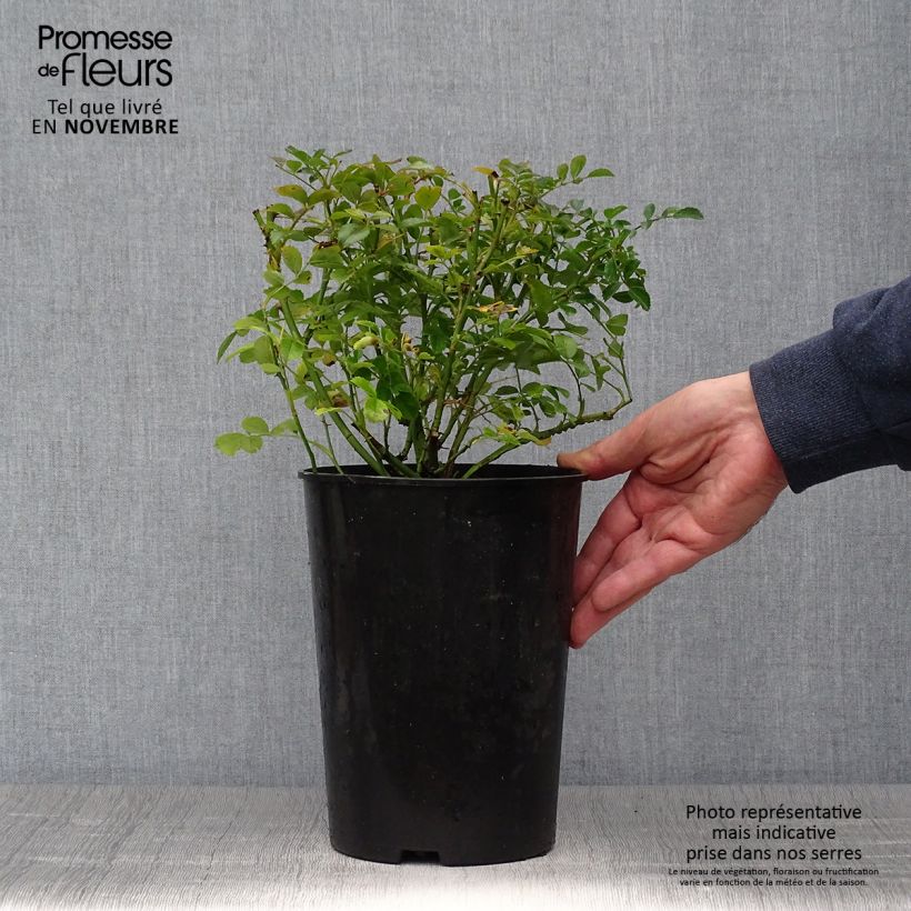 Example of Rosier grimpant Excelsa Pot de 4L/5L as you get in automne