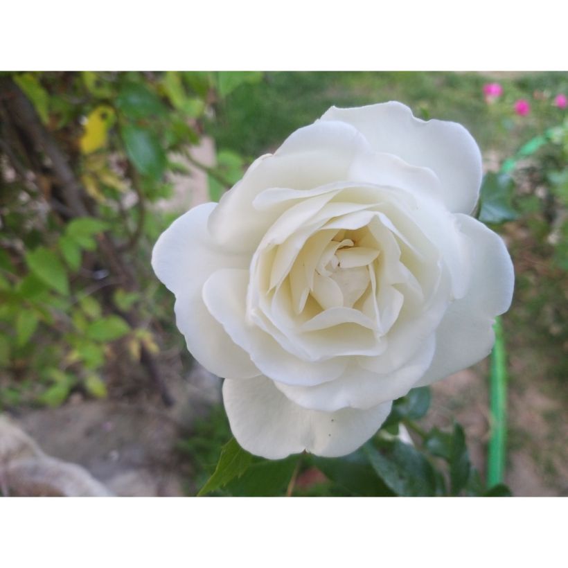Rosier grimpant Fée des neiges (Climbing Iceberg) (Flowering)