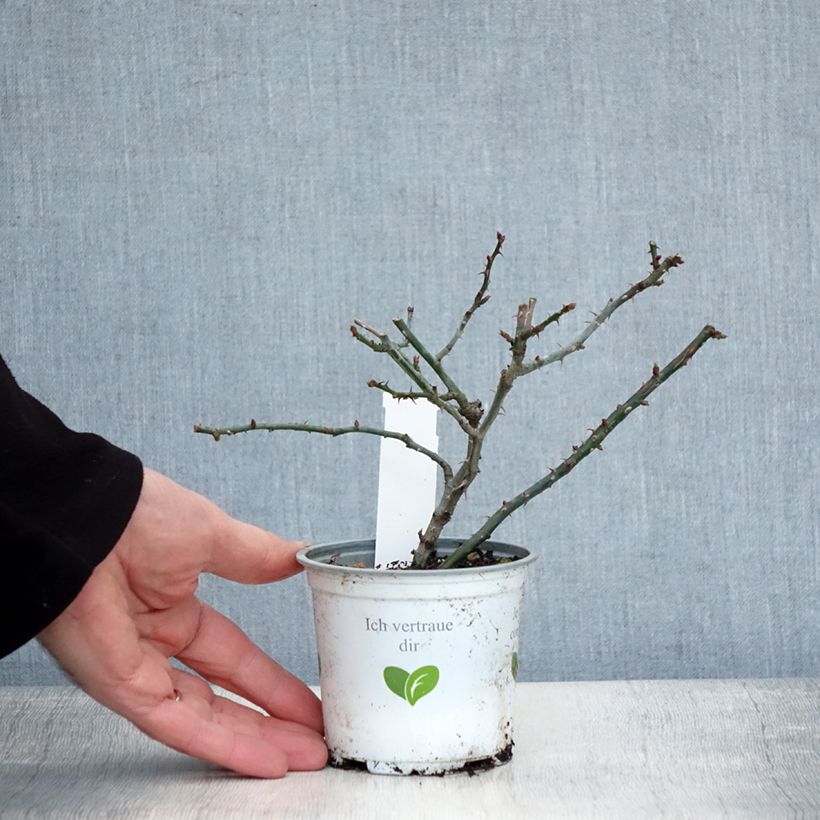 Example of Rosier grimpant Florentina Pot de 10 cm/11cm as you get in hiver