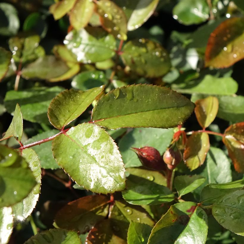 Rosier grimpant Florentina (Foliage)