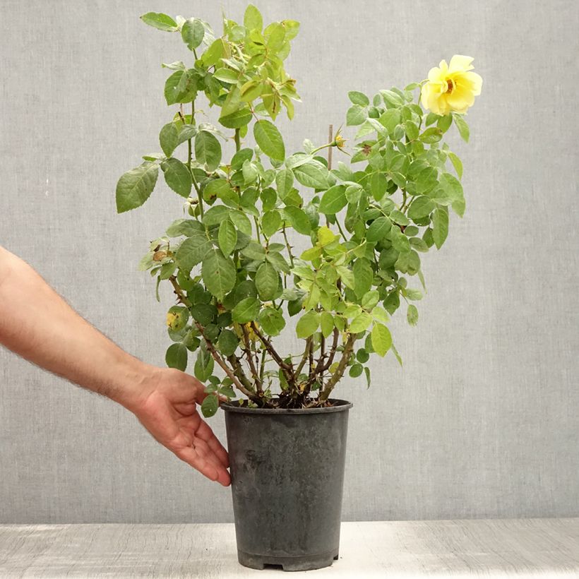 Example of Rosier grimpant Golden Boy Pot de 4L/5L as you get in ete